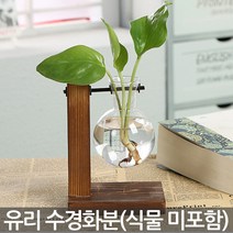 수경식물 유리화분 - 수경화분 화분 수경 화병 실내화분 인테리어화분 투명화분 식물 유리병 수경재배 책상화분, 01_Sein_스탠드 수경화분(A01)