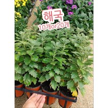 국화-해국-10개or20개/노지월동 기다림이란꽃말, 10개