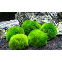 모스볼 3cm 1개 [체리새우/crs새우/생이새우키우기] 애완관상용새우놀이터