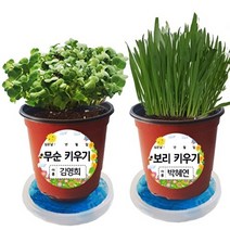 기타 바보사랑[매직북스]매직북스 쌈채소 새싹 식물키우기 (관찰일지 포함), B타입무순, B타입무순