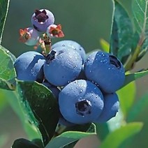 블루베리 결실주 (택배비별도) 패트리오트 / 납작하고 큰크기로 가정용으로도 좋음 FT304