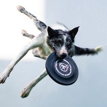 강아지 원반 소형견 대형견 장난감 젤라틴 표준규격 프리스비, 대(23cm), 옐로우