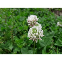 화이트 크로바씨앗 1kg 무료배송/발아율 80%이상/토끼풀 야생화씨앗