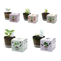 포픽 강낭콩 가지 고추 당근 옥수수 모종 키우기, 팜팜농장_옥수수 모종키우기