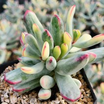 원종복랑금 2개(랜덤발송), 1개