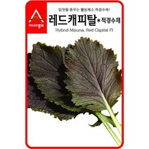경수채(교나)-레드캐피탈-적경수채 3g