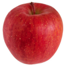 사과나무 묘목 / 미시마부사 (미시마후지 / 예쁜컬러 / 제수용 사과) M9 왜성접목 1년생 FT190