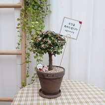 은행목 핑크 화분 기본 아악무 사랑무 사랑목 꽃 나무 화분 선물 키우기 쉬운 식물 개업 화분 승진 축하 집들이 선물 공기 정화 수입 실내 반려 다육이 선인장, 1개, 초코토분