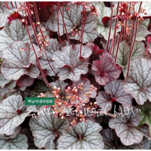 휴케라 노턴익스포져 실버 [1포트] (복남이네야생화 모종 카페식물 반그늘 그늘정원 휴체라 heuchera northern exposure silver)