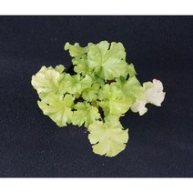 휴케라 레몬슈프림 (15cm) [노지월동/ 다년생/ 야생화/ 예쁜식물/ 반려식물/ 테라스정원/ 지피식물], 1개