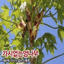 가시없는 민엄나무 엄나무 1년생 포트묘