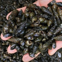 올갱이 깐 다슬기 세척 자연산 고둥 국내산 산지발송, 싱글깐다슬기1박스