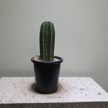 [나인에잇틴]백운각 선인장