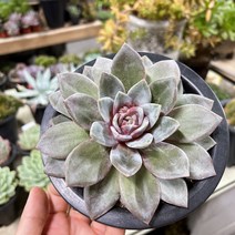 (공주네다육이화원) 독일샴페인 중품