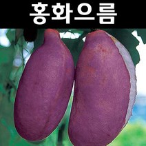 홍화으름/대과종 나무 묘목 포트 3개/유실수/과수