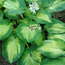호스타 [1포트] 그레이트 익스펙테이션 9900 (복남이네 야생화 모종 hosta), 1개