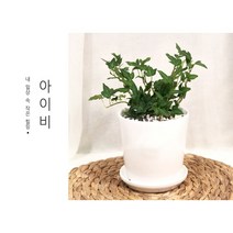 플랜트스토리 실내공기정화식물 소형 도자기 화분, 1개, 아이비