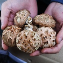 직거래농민장터 생 표고버섯 특상품 씹는 맛이 일품, 표고버섯 특상품 2kg