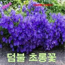 팝플라워 덤불초롱꽃-블루 씨앗 25립
