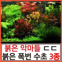 수초하우스) 붉은악마 수초 3종 세트, 싸게더많이(총30줄기)