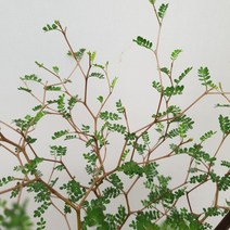 [용이네 화원] 풍성한 애교쟁이 소포라 280 농원, 1개