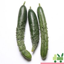 사라상회 취청오이 (청오이) 4Kg (보통), 1개