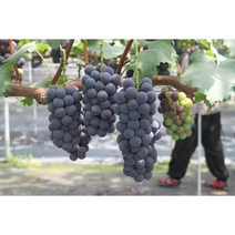 한알가득 과즙폭탄 포도의 성지 영천 거봉 에어포장, 2kg(4송이)