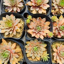 꽃나무팜 (5개한세트) 유토피아 바위솔 다육식물 노지월동 국민다육이