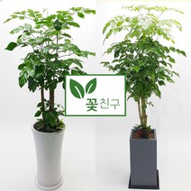 꽃친구 녹보수 개업 이사 집들이 축하 나무 화분 반려식물 전국당일배송, 녹보수 사각분 1호, 물받이바퀴받침(10.000원)