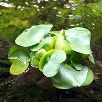 미미네아쿠아 부레옥잠 2뿌리 (부상수초) - (수반 치어은신처), 단품없음