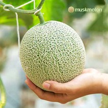 국내산 멜론 고당도 머스크 메론 특등급, 8kg/5~6수/1수당 1.3kg내외