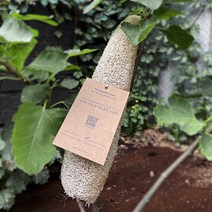 리네드 국산 천연 수세미 1개, 유기농 수세미 25-35cm, 1개입