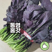 [경남통영] 톡쏘는 김장용 홍갓 돌갓 토종갓 1단 1.3kg 산지당일수확발송