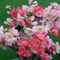 묘목/명자나무(고령금) 접목 2년 포트묘 KJ565