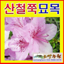 (D소망)산철쭉묘목(키30센치) 6그루