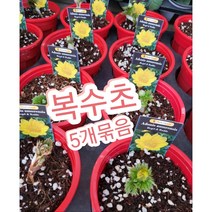 복수초 5개묶음/가장 먼저 꽃을 피워 봄이 왔음을 알려주는 봄의 전령사
