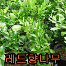크렌베리묘목 포트묘3그루 유실수 꽃나무 나무묘목, 레드향결실주1주