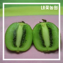내꽃농원 키위(헤이워드) 접목 1년