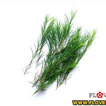 티트리생잎(10g)
