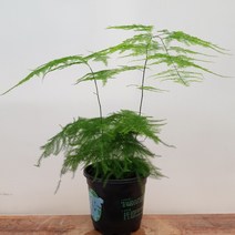 [용이네 화원] 파릇파릇 아스파라거스 플루모서스 중형 075 농원