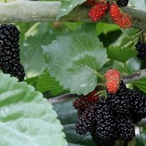 [가산원예조경] 뽕나무 오디묘목 실생2년 20주묶음, 1개