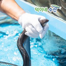 [최상품] 통영 활력 장어(중) 1kg 바다장어 장어구이 아나고 붕장어 겨울보양식 선물용, 장어(중)1K