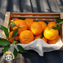(롯데백화점)제주 화산송이 레드향 5kg (선물용 26-30과 실중량)