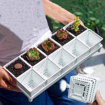 다육이화분 리톱스 아악무 듀가르손 만손초 트리옵스 다육이알뜰장터 10개틀, 21번, 10개