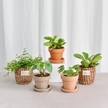 페페모음 실내공기정화식물 인테리어 실내 화분, 1.필레아페페, 이태리토분 황토(11호)