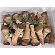 참말로 국산 참송이버섯 1kg, 상급 1kg, 1개