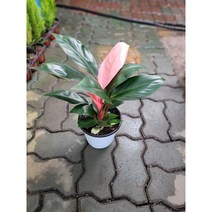필로덴드론 핑크 수입콩고 핑크콩고 중품 15-30cm 209
