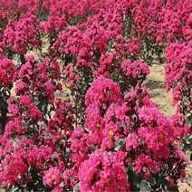 배롱나무(핑크벨로)화분묘/묘목/KK1111