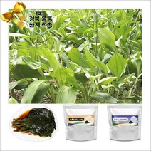 국내산 경북 울릉도 장인이 전통방식으로 담은 명이나물 장아찌 1kg, 2팩, 500g