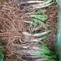 국산 자연산 강원도 울릉도종 산마늘 명이나물 모종 종근 장아찌용 판매 5년생 6년생 4년생 10년생 50촉 100촉 토종 종자 명이모종 명이종근